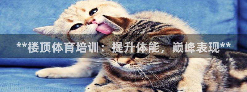 焦点娱乐公司的发展历程：**楼顶体育培训：提升体能，