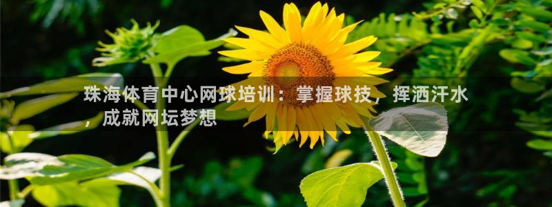 焦点娱乐平台登录不了怎么回事：珠海体育中心网球培训：