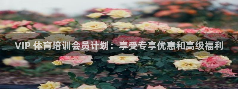 焦点娱乐vs皇族不败神话：VIP 体育培训会员计划：