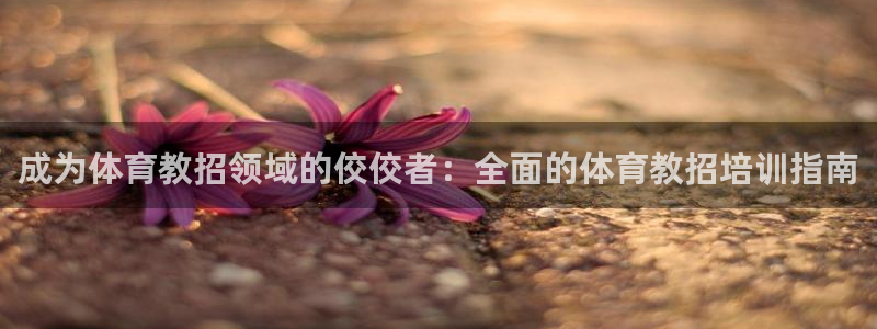焦点娱乐官网首页：成为体育教招领域的佼佼者：全面的体育教招培